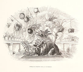 Epiphyte house at Knypersley-Bateman Orch. Mex. Guat.-Vignette page 12 (1837).jpg