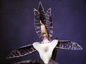 Catasetum deltoideum - fl 1.jpg