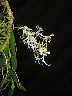 Dendrobium linguiforme var nugentae2.jpg