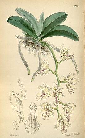 Sedirea japonica (as Aerides japonica, spelled Aerides japonicum) - Curtis' 95 (Ser. 3 no. 25) pl. 5798 (1869).jpg