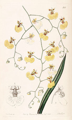 Tolumnia urophylla