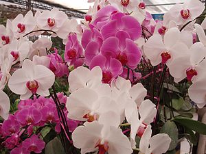 PhalaenopsisSpp2.jpg
