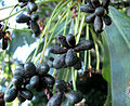 Canelo (Drimys winteri) fruits (Inao Vásquez).jpg