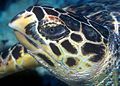 Hawksbill turtle doeppne-081.jpg