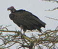 Lappet-faced Vulture, Serengeti.jpg
