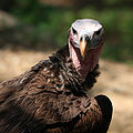 Nubian vulture.jpg