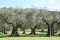 Olivenbäume Umbrien.jpg