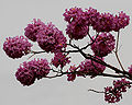 Tabebuia impetiginosa (Pink Trumpet tree) in Hyderabad, AP W IMG 2604.jpg