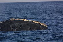 Фото кита на поверхности воды