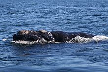 Фото кита на поверхности воды