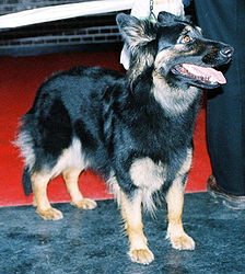 Чешская пастушья собака