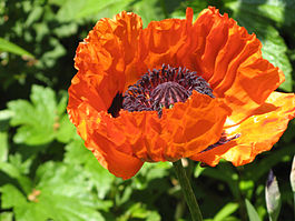 Orange Oriental Poppy.jpg