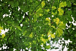 Quercus macranthera Leafs.jpg