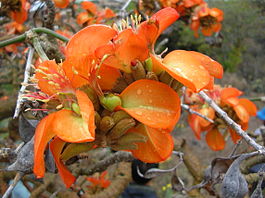 Эритрина гавайская (Erythrina sandwicensis)