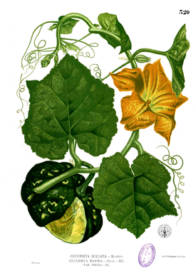 Ботаническая иллюстрация из книги Франсиско Мануэля Бланко «Flora de Filipinas»