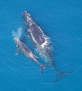 Североатлантический гладкий кит