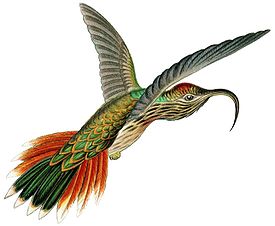 Краснохвостый колибри