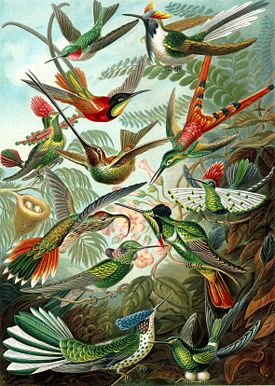 Разнообразие колибри