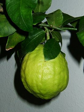 Плод цитрона