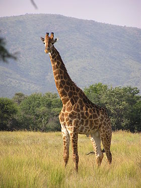 Жираф в охотничьем заповеднике Центральная Калахари