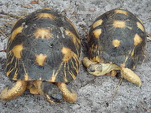 Radiated tortoise.jpg