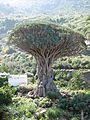 Drachenbaum Teneriffa, Icod de los Vinos.jpg