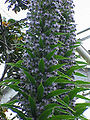 Echium piniana1.jpg